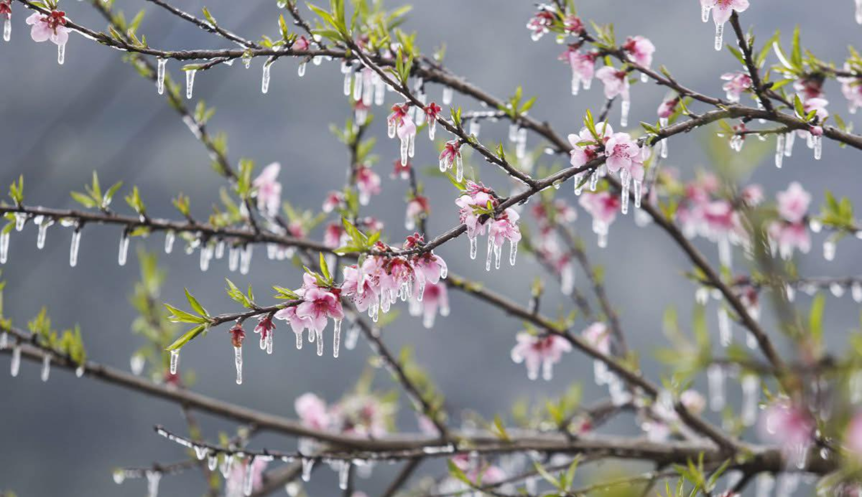Dong Van in the plum blossom season