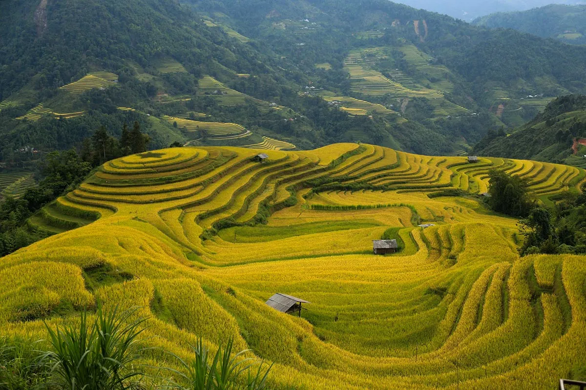 The Magic of Golden Rice Terraces in Ha Giang